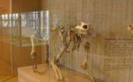 Eldgamle funn lagret på Våland: Arkeologisk Museum